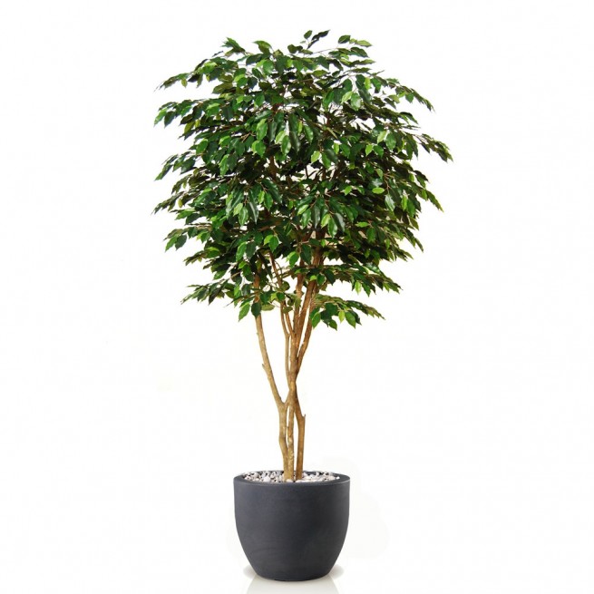 Planta semi-artificiala Ila, Ficus Exotica Designer Green - 220 cm